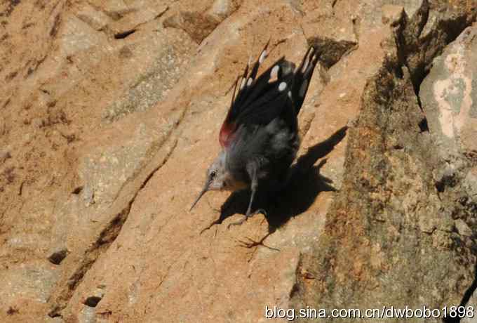 优雅红翅 wbr旋壁山岩