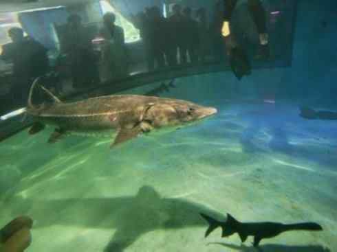 鱼类活化石:中华鲟 鱼类活化石:中华鲟