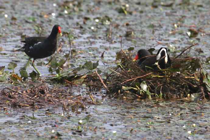 摄鸟拾趣（十九） wbr wbr黑水鸡