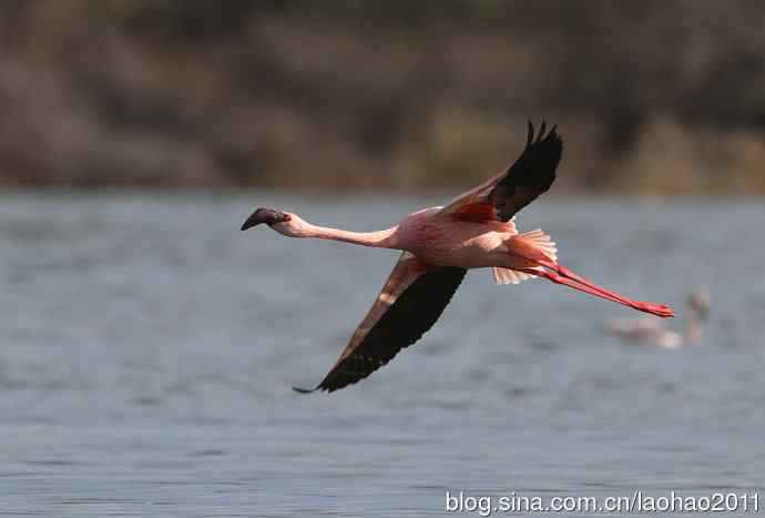 非洲肯尼亚鸟类摄影——跳动的火焰