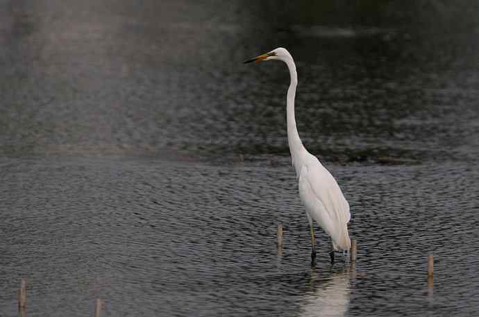 野生白鹭与都市的和谐相处
