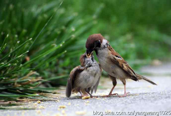 母爱（纪实篇）