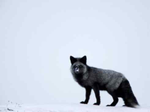 犬科：狐亚科狐属