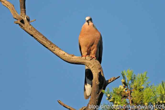 珠颈斑鸠（随拍）