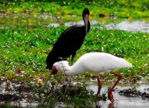 猎奇：奇特的鸟喙之六