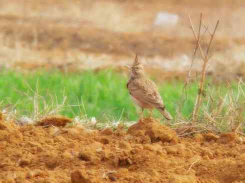 家禽驯化之源之二十八