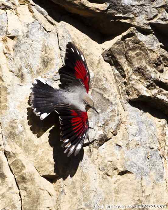 北京野鸟摄影——十渡拍鸟