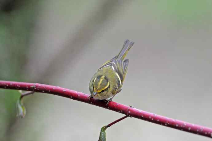 黄腰柳莺（25）