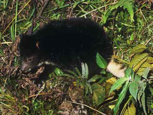 盘点十二大著名食蚁动物:袋食蚁兽 盘点十二大著名食蚁动物:袋食蚁兽