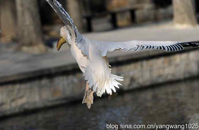 鹈鹕（大白）飞来