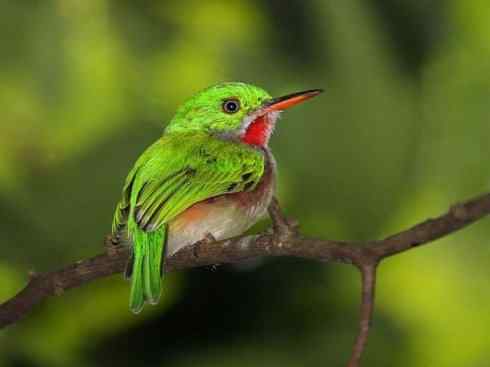 绝色攀禽：佛法僧目之短尾鴗