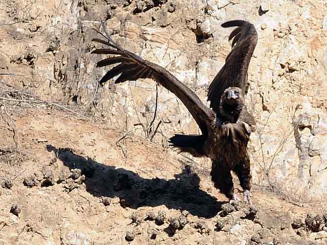 峡谷中 wbr. wbr沐浴阳光的秃鹫
