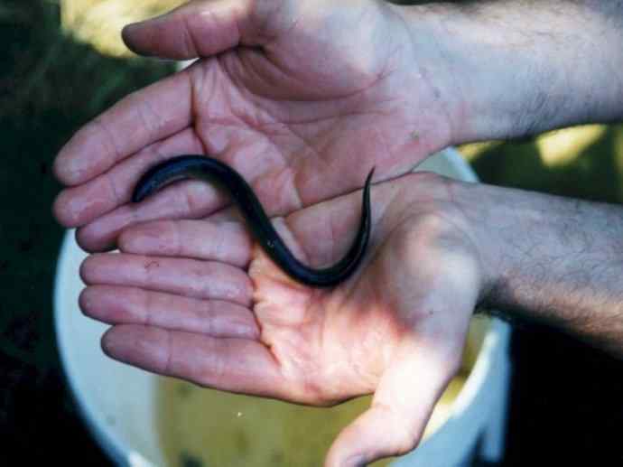 鱼类活化石：七鳃鳗