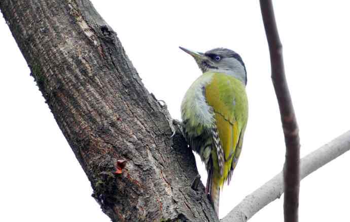 洋县两天观鸟，秦岭如此美妙！