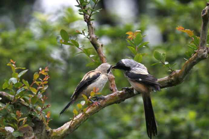 206.小伯劳成长记（2）雨中喂食