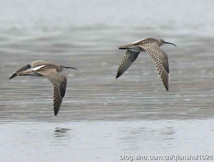 湿地观鸟.中杓鹬