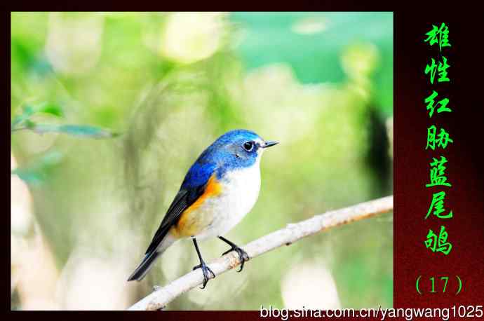 北京天坛公园的鸟类——雄性红胁蓝尾鸲（17）
