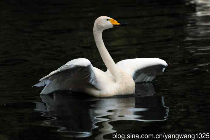 白天鹅之舞（5）