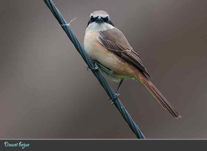蓝矶鸫和沿河城的那些鸟