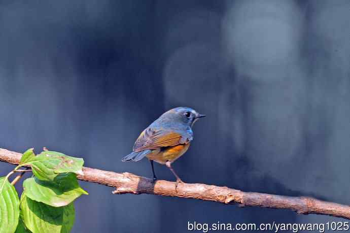 雄性红胁蓝尾鸲（33）