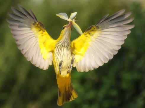 家禽驯化之源之三十一