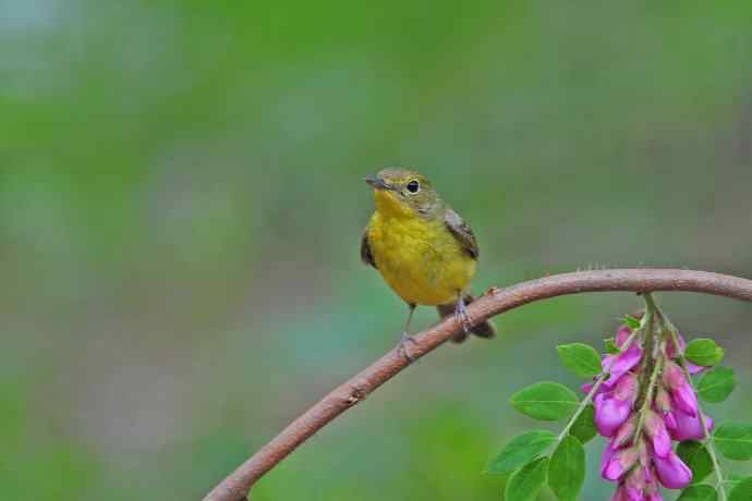 雌性绿背姬鶲（11）
