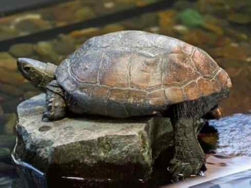 玄武:传说的兽原型探秘(潮龟) 玄武:传说的兽原型探秘(潮龟)