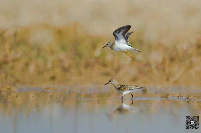 一组野鸭湖的鸻(heng)鹬(yu)类鸟