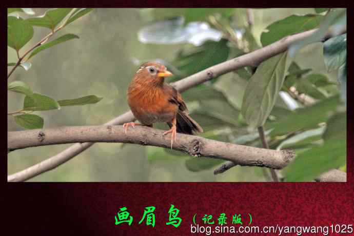 北京天坛公园的鸟类——画眉鸟（记录版）