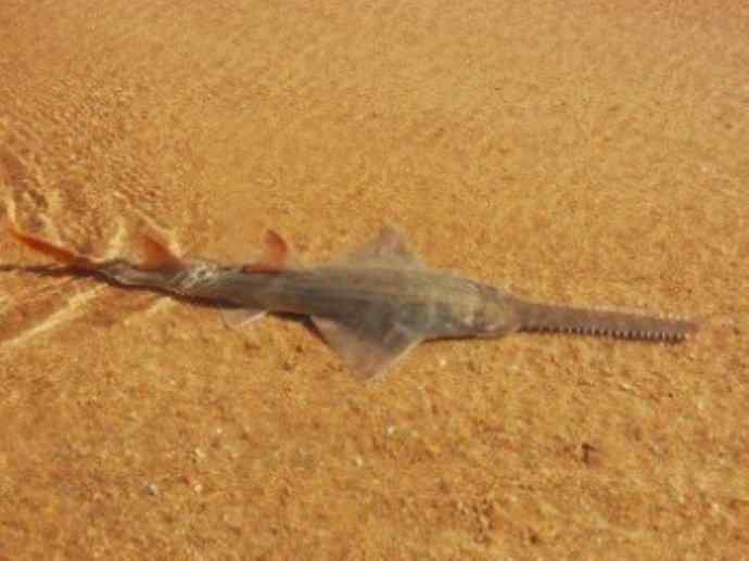 鱼类活化石：锯鳐