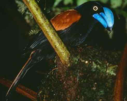 奇特的盔：盔鵙