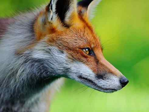 犬科：狐亚科狐属