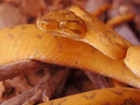 龙：传说的兽原型探秘（树蚺类）