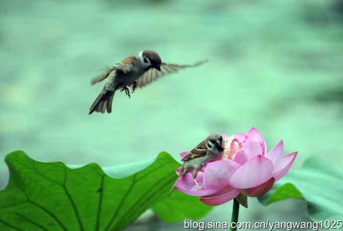 雀与荷 wbr3（领地之争纪实）