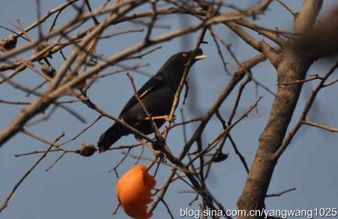 谁爱吃柿子?(八哥) 谁爱吃柿子?(八哥)