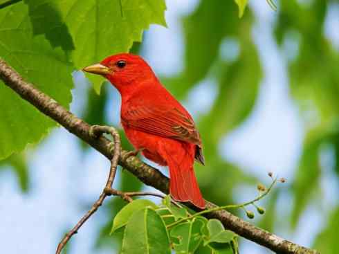 极品红色鸟类：玫红比蓝雀