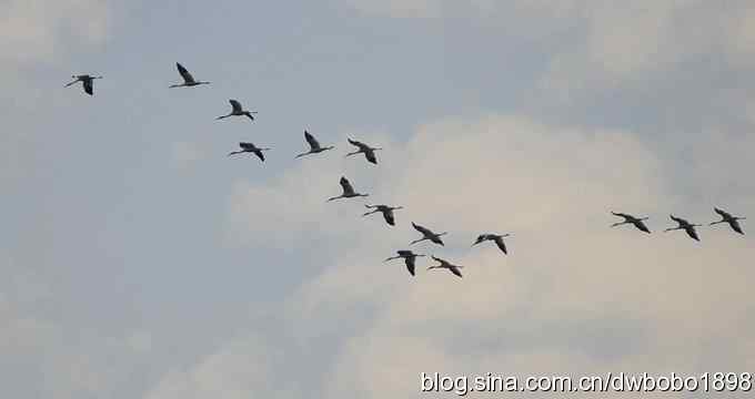 云天鹤影 wbr醉舞冬阳