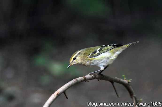 黄眉柳莺(21) 黄眉柳莺(21)