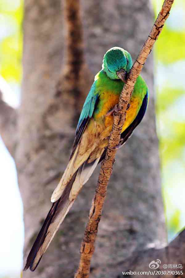 澳大利亚悉尼奥运公园的红腰鹦鹉