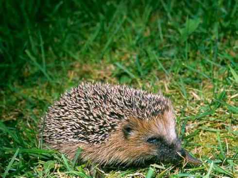 动物世界：山寨还是原创之三