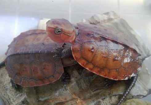 玄武:传说的兽原型探秘(平胸龟) 玄武:传说的兽原型探秘(平胸龟)