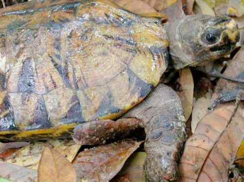 玄武:传说的兽原型探秘(潮龟) 玄武:传说的兽原型探秘(潮龟)