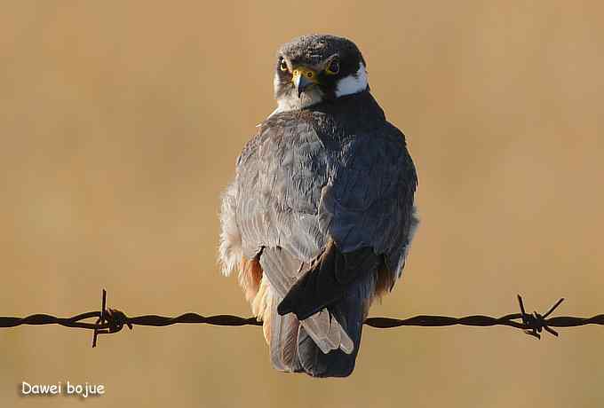 草原的几只猛禽