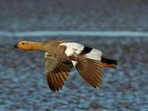 白头鸟系列：另类的美丽（斑胁草雁）