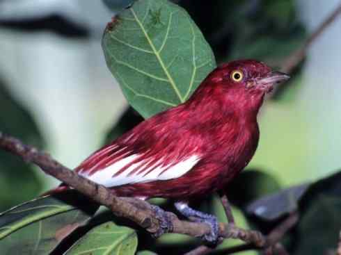 极品红色鸟类：深红紫伞鸟