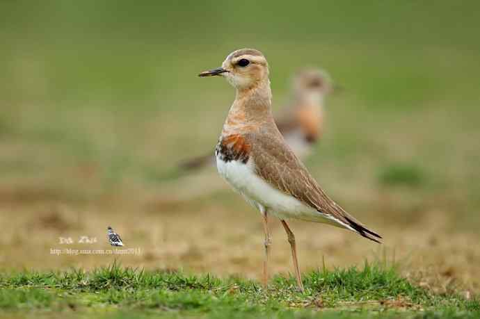 轻盈的王子——东方鸻