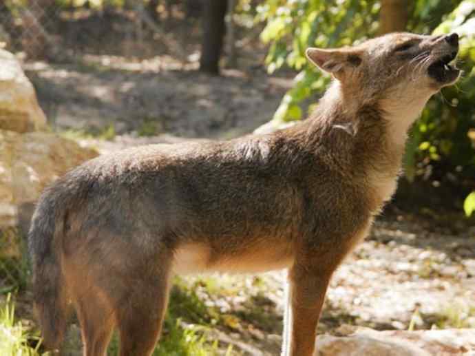 犬科：犬亚科犬属之金豺、黑背豺（胡狼类）