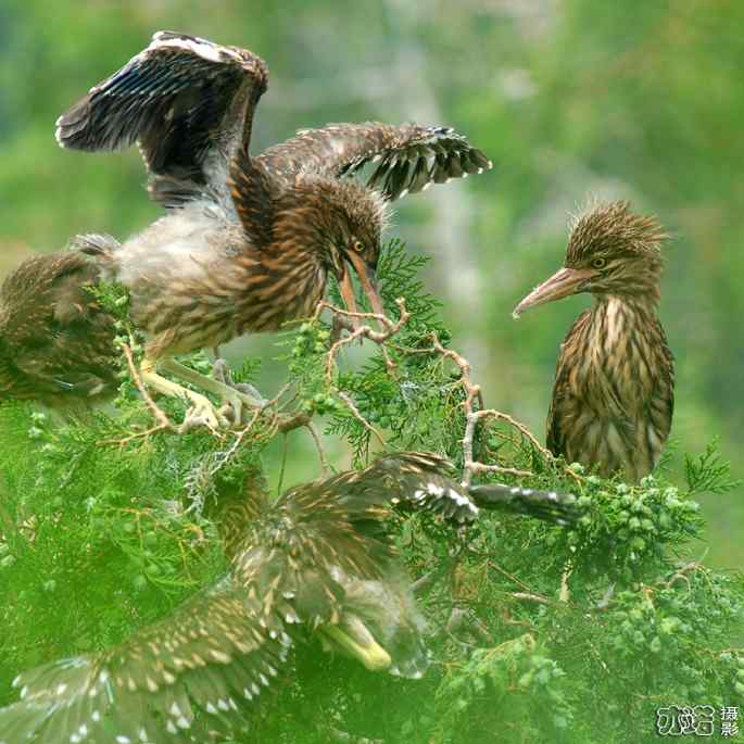 小白鹭与小夜鹭