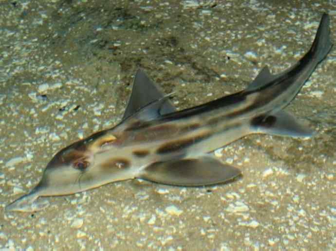 鱼类活化石：叶吻银鲛