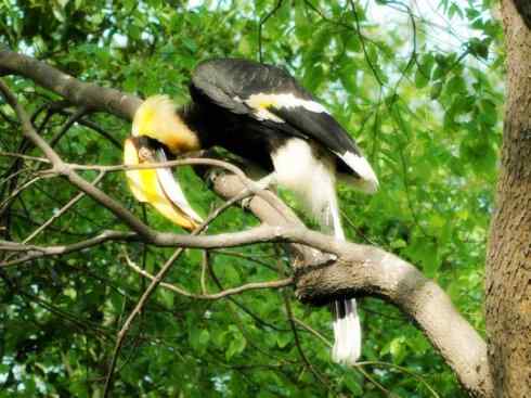 奇特的盔：盔犀鸟